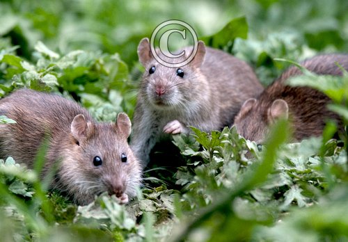 Brown Rats DM0352